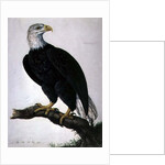 White-headed Sea Eagle by Charles Collins