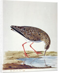 Curlew Sandpiper by Charles Collins