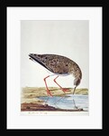 Curlew Sandpiper by Charles Collins