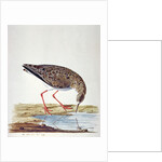 Curlew Sandpiper by Charles Collins