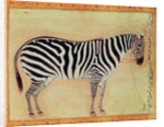 Zebra by Mansur (attr. to)