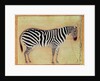 Zebra by Mansur (attr. to)
