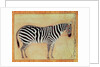 Zebra by Mansur (attr. to)