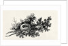 Bird's Nest by Thomas Bewick