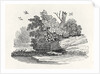 Fox escaping by Thomas Bewick