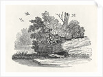 Fox escaping by Thomas Bewick