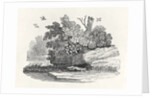 Fox escaping by Thomas Bewick