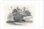 Fox escaping by Thomas Bewick