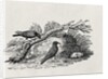 Crows from the 'History of British Birds' Volume I, pub. 1797 by Thomas Bewick