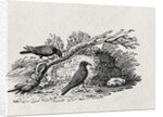 Crows from the 'History of British Birds' Volume I, pub. 1797 by Thomas Bewick