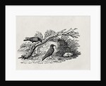Crows from the 'History of British Birds' Volume I, pub. 1797 by Thomas Bewick