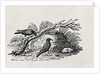 Crows from the 'History of British Birds' Volume I, pub. 1797 by Thomas Bewick