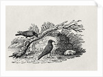 Crows from the 'History of British Birds' Volume I, pub. 1797 by Thomas Bewick