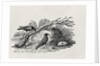 Crows from the 'History of British Birds' Volume I, pub. 1797 by Thomas Bewick