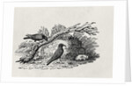 Crows from the 'History of British Birds' Volume I, pub. 1797 by Thomas Bewick