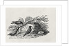Crows from the 'History of British Birds' Volume I, pub. 1797 by Thomas Bewick