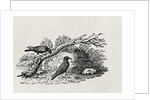 Crows from the 'History of British Birds' Volume I, pub. 1797 by Thomas Bewick