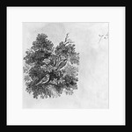 Blue Tit and Great Tit from the 'History of British Birds' Volume I, pub. 1797 by Thomas Bewick