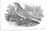 The Nightingale from the 'History of British Birds' Volume I, pub. 1797 by Thomas Bewick
