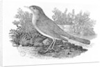 The Nightingale from the 'History of British Birds' Volume I, pub. 1797 by Thomas Bewick