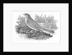 The Nightingale from the 'History of British Birds' Volume I, pub. 1797 by Thomas Bewick