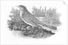 The Nightingale from the 'History of British Birds' Volume I, pub. 1797 by Thomas Bewick