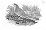 The Nightingale from the 'History of British Birds' Volume I, pub. 1797 by Thomas Bewick