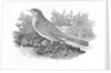 The Nightingale from the 'History of British Birds' Volume I, pub. 1797 by Thomas Bewick