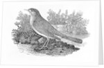 The Nightingale from the 'History of British Birds' Volume I, pub. 1797 by Thomas Bewick