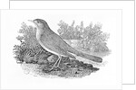 The Nightingale from the 'History of British Birds' Volume I, pub. 1797 by Thomas Bewick