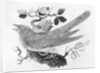 The Cuckoo from the 'History of British Birds' Volume I, pub. 1797 by Thomas Bewick
