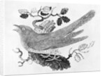 The Cuckoo from the 'History of British Birds' Volume I, pub. 1797 by Thomas Bewick