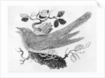 The Cuckoo from the 'History of British Birds' Volume I, pub. 1797 by Thomas Bewick