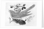 The Cuckoo from the 'History of British Birds' Volume I, pub. 1797 by Thomas Bewick