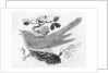The Cuckoo from the 'History of British Birds' Volume I, pub. 1797 by Thomas Bewick