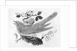 The Cuckoo from the 'History of British Birds' Volume I, pub. 1797 by Thomas Bewick