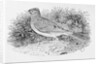 The Skylark from the 'History of British Birds' Volume I, pub. 1797 by Thomas Bewick