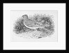 The Skylark from the 'History of British Birds' Volume I, pub. 1797 by Thomas Bewick