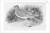 The Skylark from the 'History of British Birds' Volume I, pub. 1797 by Thomas Bewick