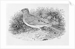 The Skylark from the 'History of British Birds' Volume I, pub. 1797 by Thomas Bewick
