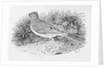 The Skylark from the 'History of British Birds' Volume I, pub. 1797 by Thomas Bewick
