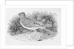 The Skylark from the 'History of British Birds' Volume I, pub. 1797 by Thomas Bewick