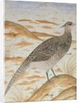 Himalayan cheer pheasant, Jahangir Period, Mughal, c.1620 by Mansur (fl.c.1590-1630)