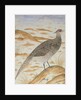 Himalayan cheer pheasant, Jahangir Period, Mughal, c.1620 by Mansur (fl.c.1590-1630)