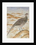 Himalayan cheer pheasant, Jahangir Period, Mughal, c.1620 by Mansur (fl.c.1590-1630)
