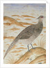 Himalayan cheer pheasant, Jahangir Period, Mughal, c.1620 by Mansur (fl.c.1590-1630)