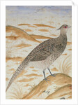Himalayan cheer pheasant, Jahangir Period, Mughal, c.1620 by Mansur (fl.c.1590-1630)