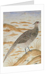 Himalayan cheer pheasant, Jahangir Period, Mughal, c.1620 by Mansur (fl.c.1590-1630)