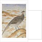 Himalayan cheer pheasant, Jahangir Period, Mughal, c.1620 by Mansur (fl.c.1590-1630)