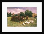 Cows and Ducks by Claude Cardon